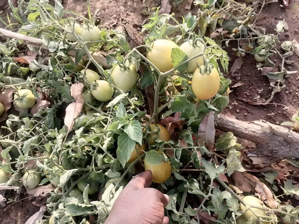 Ofrenda foro del Rocio 2019 Pozo agua en Mali-10