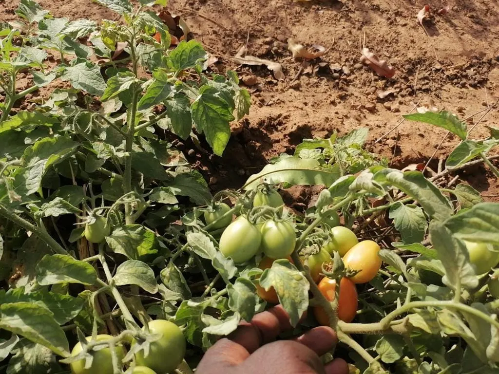 Ofrenda foro del Rocio 2019 Pozo agua en Mali-12
