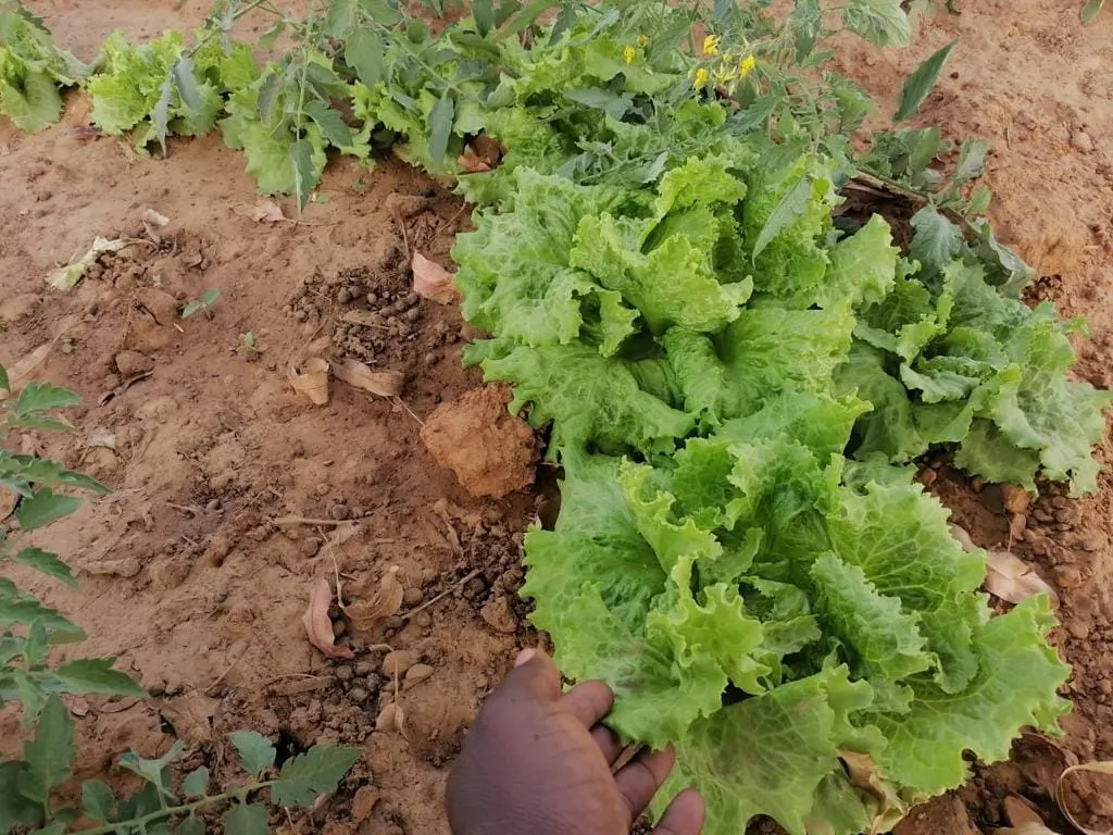 Ofrenda foro del Rocio 2019 Pozo agua en Mali-13