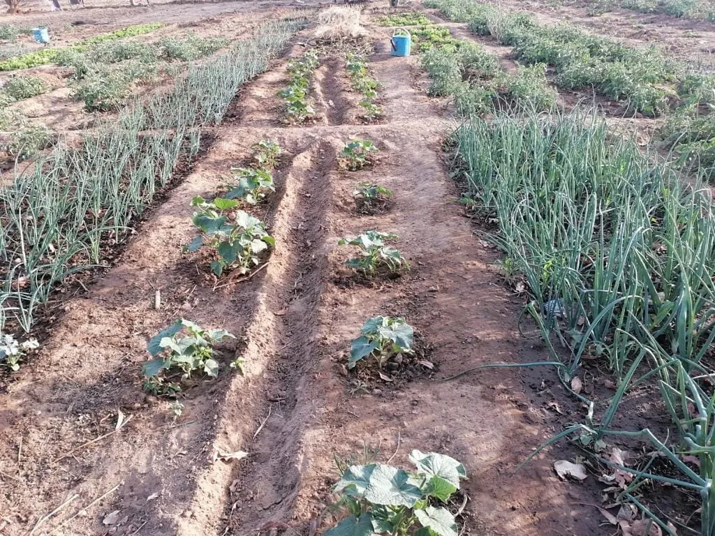 Ofrenda foro del Rocio 2019 Pozo agua en Mali-16