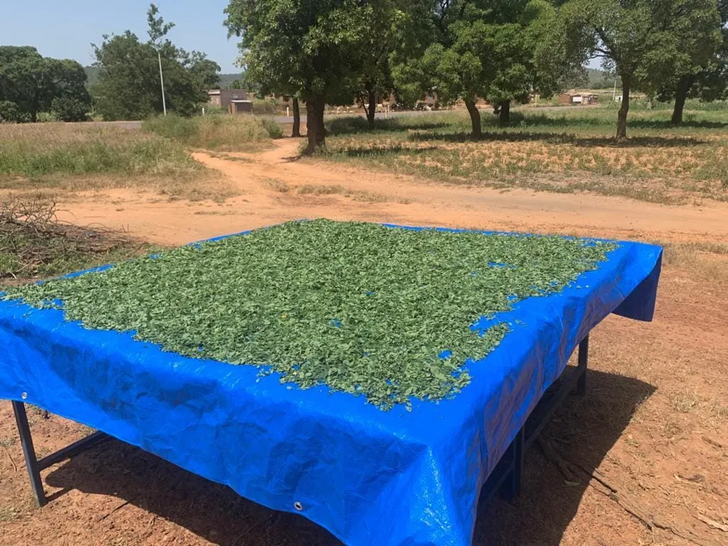 Ofrenda foro del Rocio 2019 Pozo agua en Mali-4
