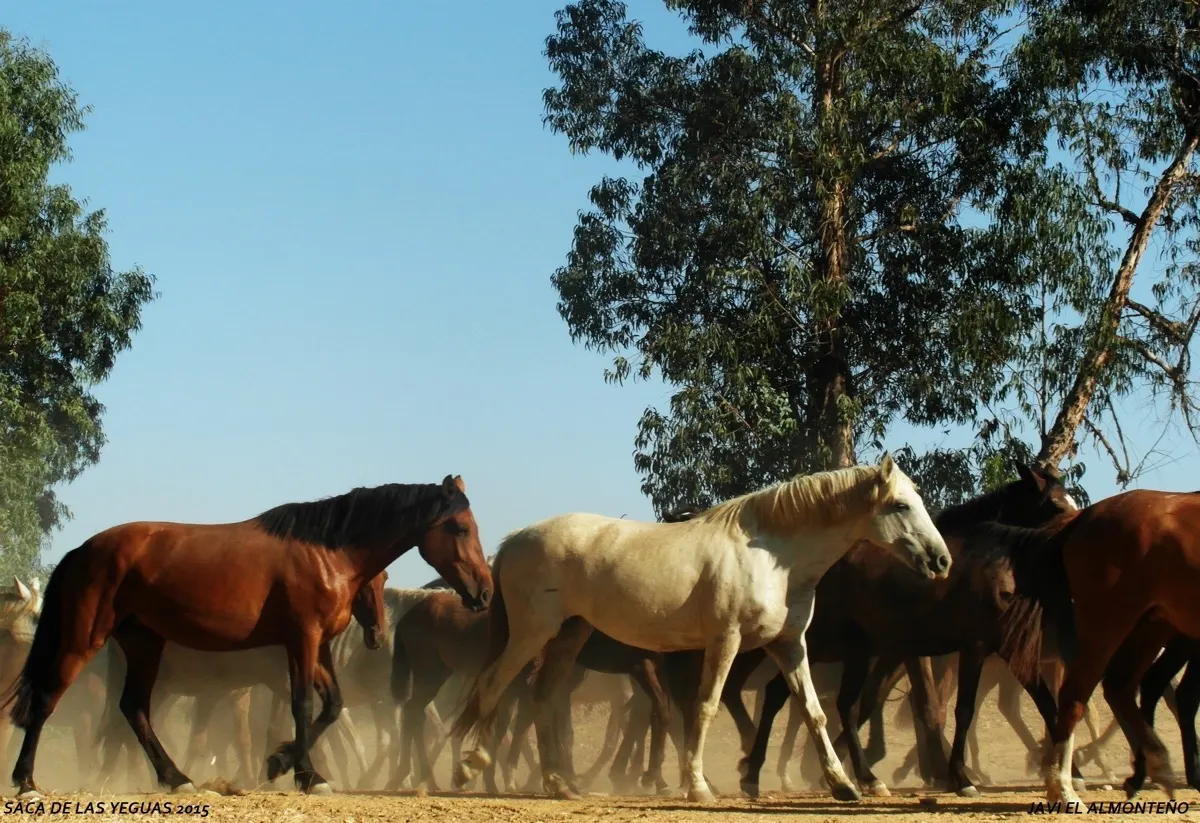 Javier coronel Saca Yeguas 2015-SAM_6702