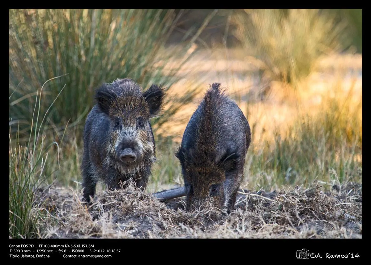 Antonio Ramos -Jabatos, Doñana-28