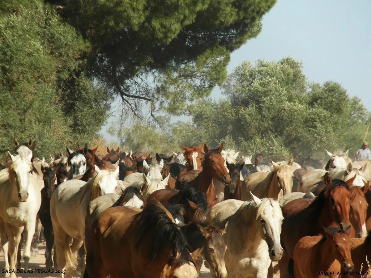 Javier coronel Saca Yeguas 2015-SAM_6699