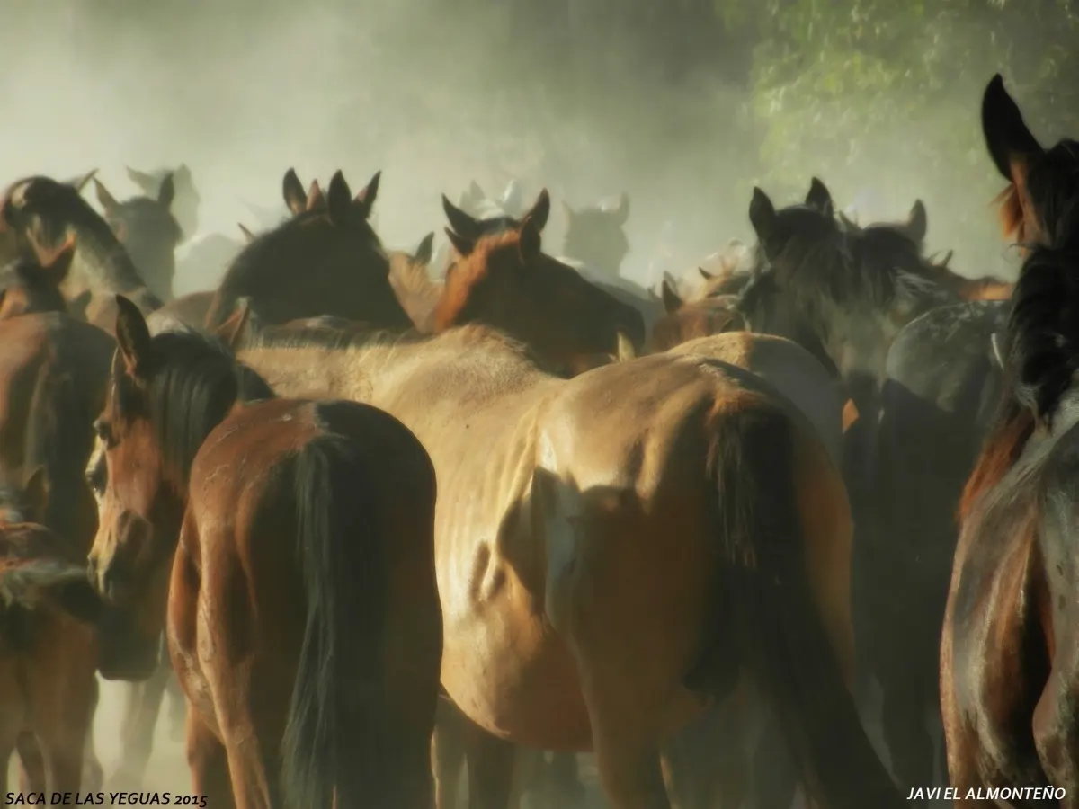Javier coronel Saca Yeguas 2015-SAM_6798