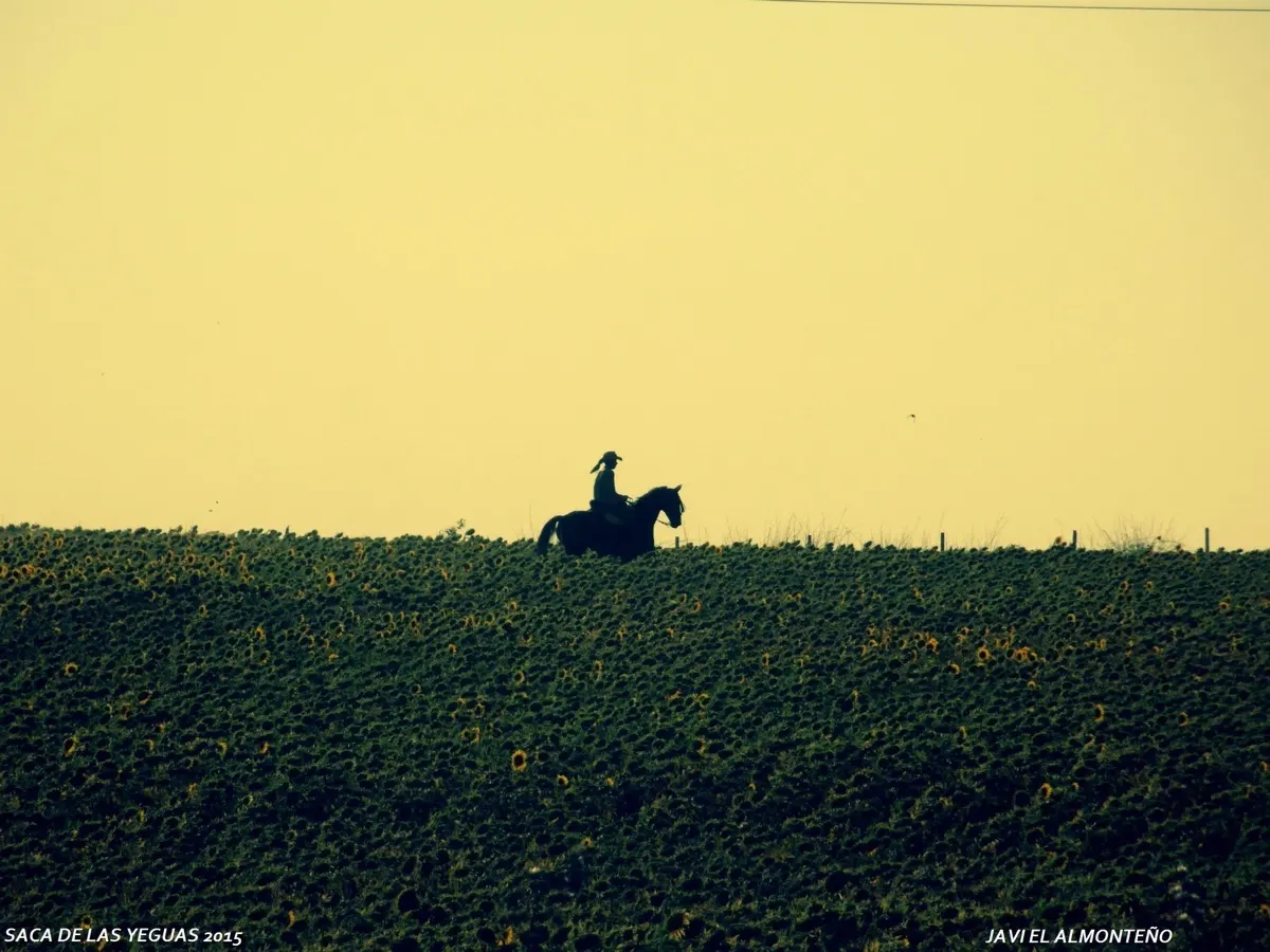 Javier coronel Saca Yeguas 2015-SAM_6850