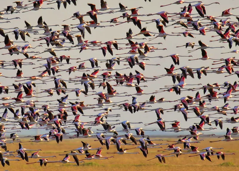 flamencos.jpg