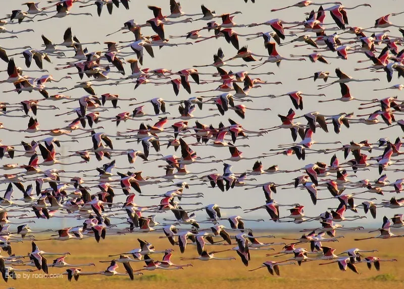 2125-FLAMENCOS_EN_DONANA.jpg