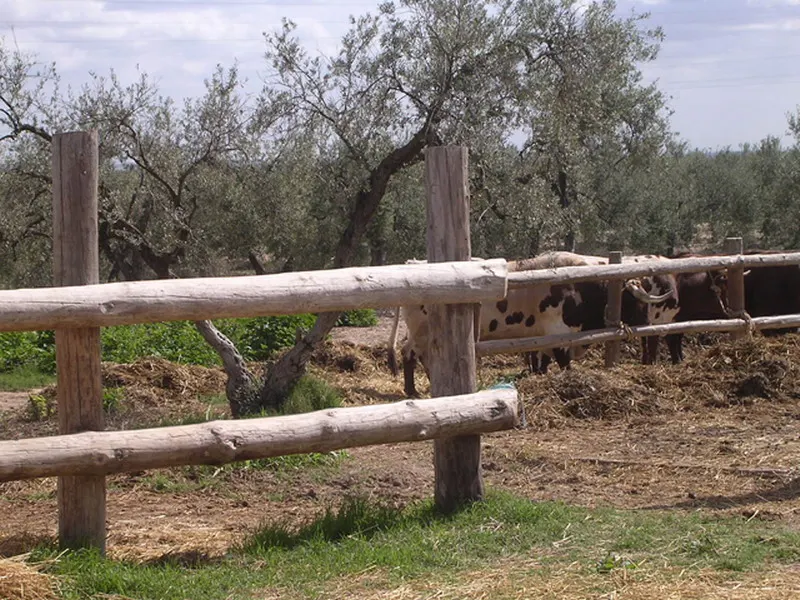 doma-triana6.jpg