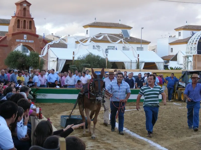 4814-gines-concurso-arrastre-piedras-mulos.JPG