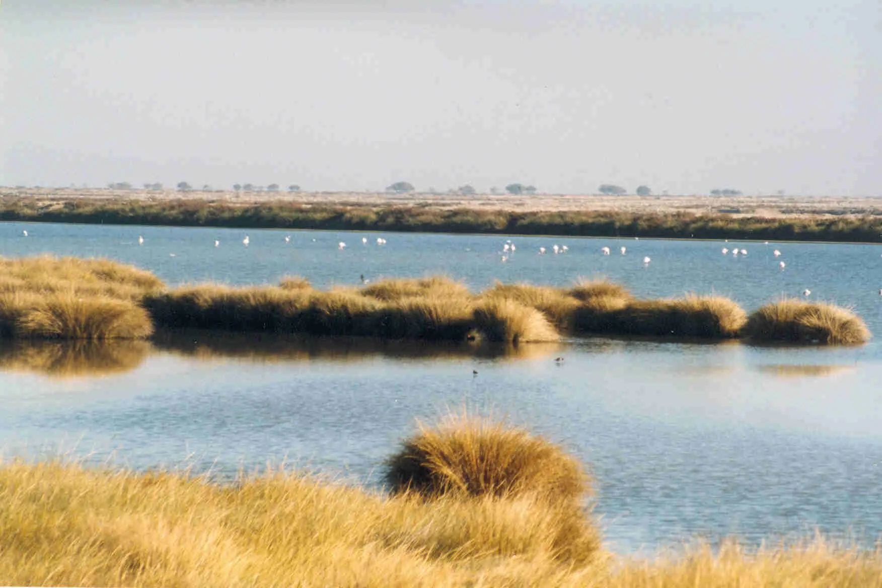 donana-2