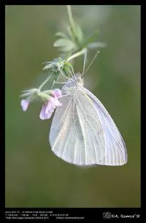 Antonio Ramos -Pieris rapae-9