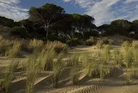 donana-16