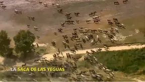 Saca de yeguas javier coronel