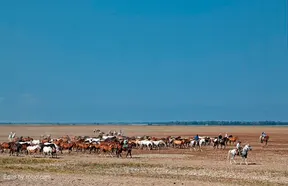 2407-sacayeguas-premio-2010.jpg