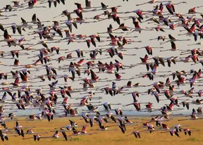 FLAMENCOS.jpg