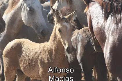 Saca yeguas 2015 alfonso Macias-3