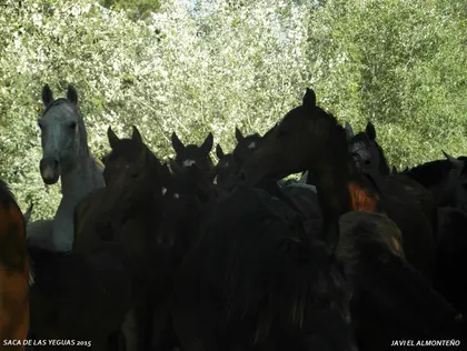 Javier coronel Saca Yeguas 2015-SAM_6777