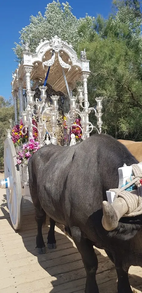 Momentos del Camino al Rocio 2019- Marbella-2
