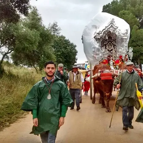 Olivares al rocio 2016-2
