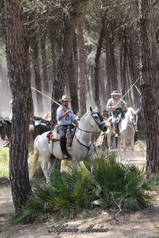 Saca yeguas 2018 alfonso Macias-14