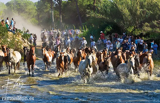 fotografia-ramon.leon-andalucia.fiestas-saca.yeguas-almonte-huelva-