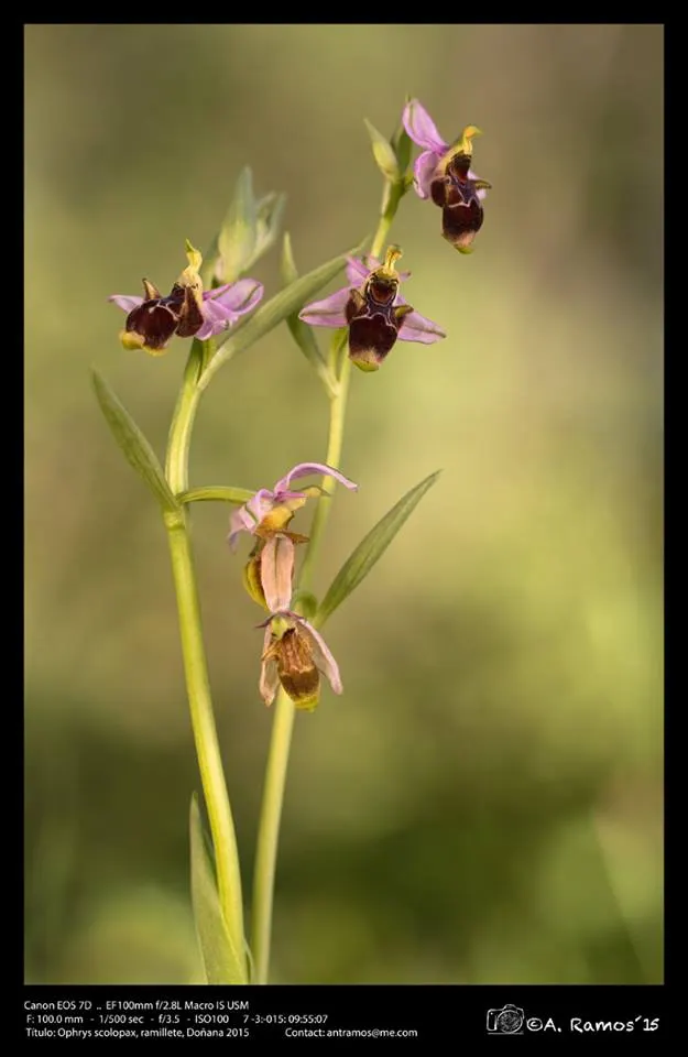 Antonio Ramos -Ophrys scolopax, ramillete, Doñana 2015-27