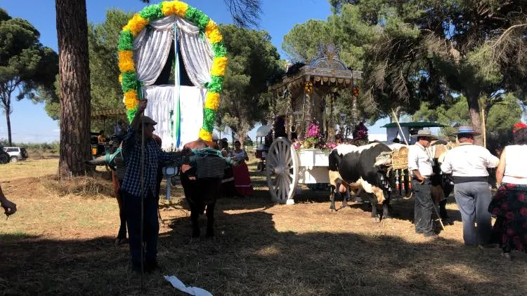 Momentos del Camino al Rocio 2019-Salteras