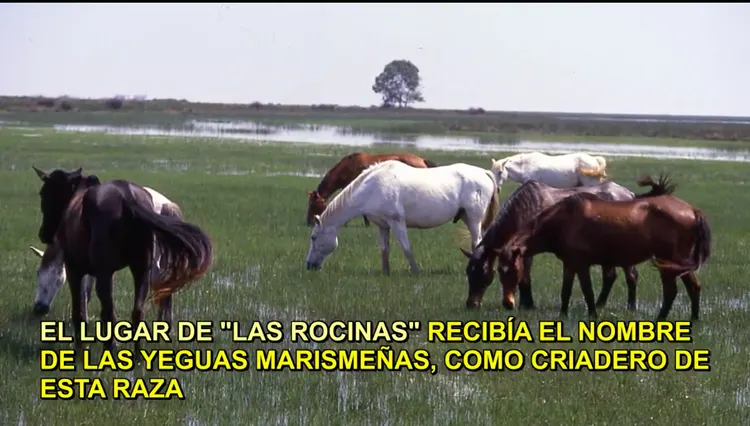 Saca de yeguas historia
