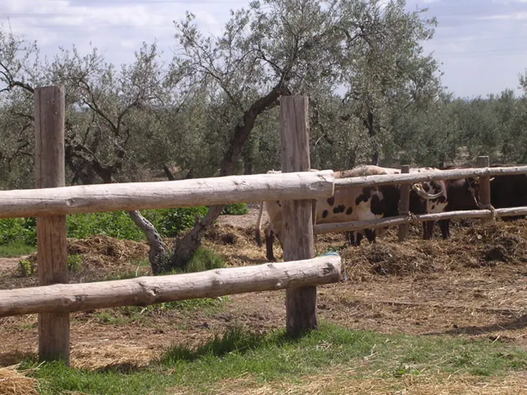 doma-triana6.jpg