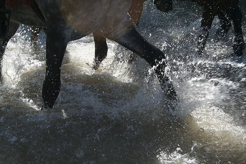 rocio-2011-aviles-rocio-2011-119_std