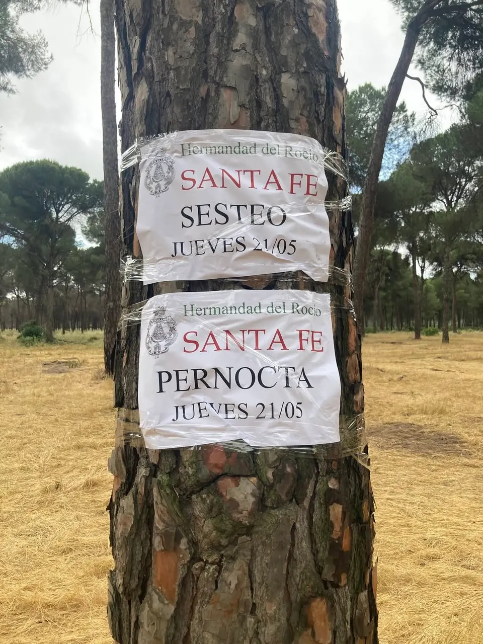 Momentos del Camino Rocio 2026-00009