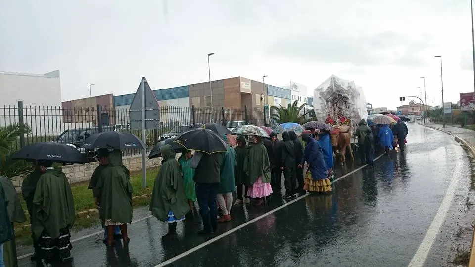 Olivares al rocio 2016