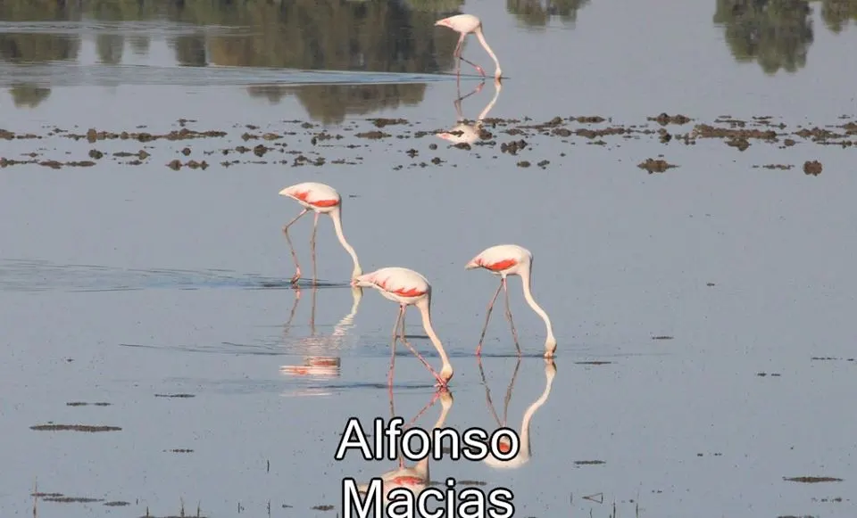 Saca yeguas 2015 a. Macias-8