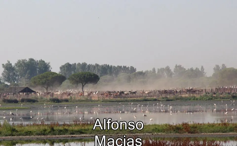 Saca yeguas 2015 a. Macias-9
