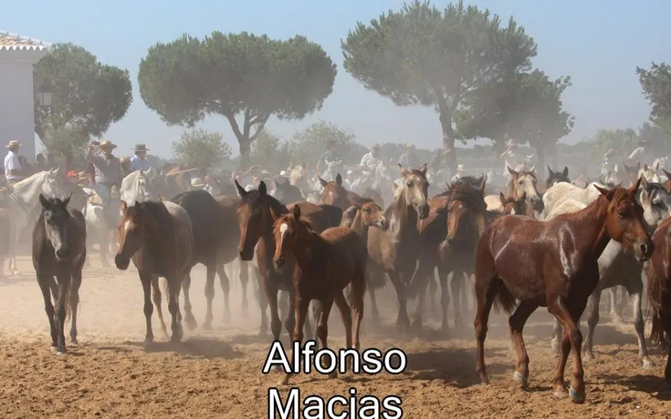 Saca yeguas 2015 a. Macias-34