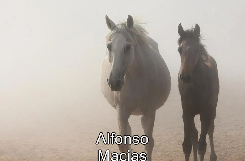 Saca yeguas 2015 a. Macias-31