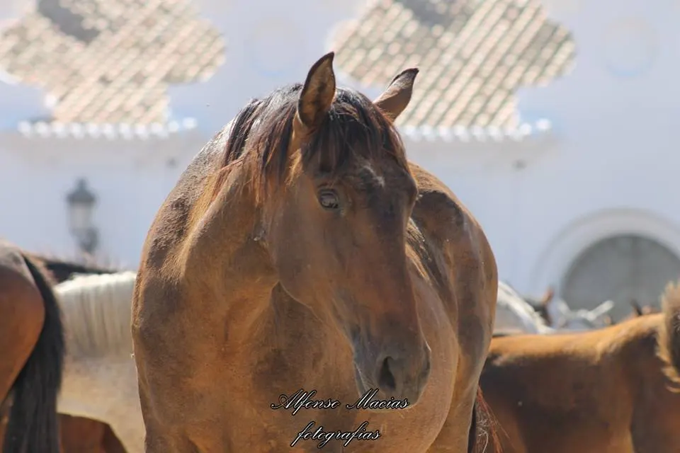 5382-macias-saca-2014-15