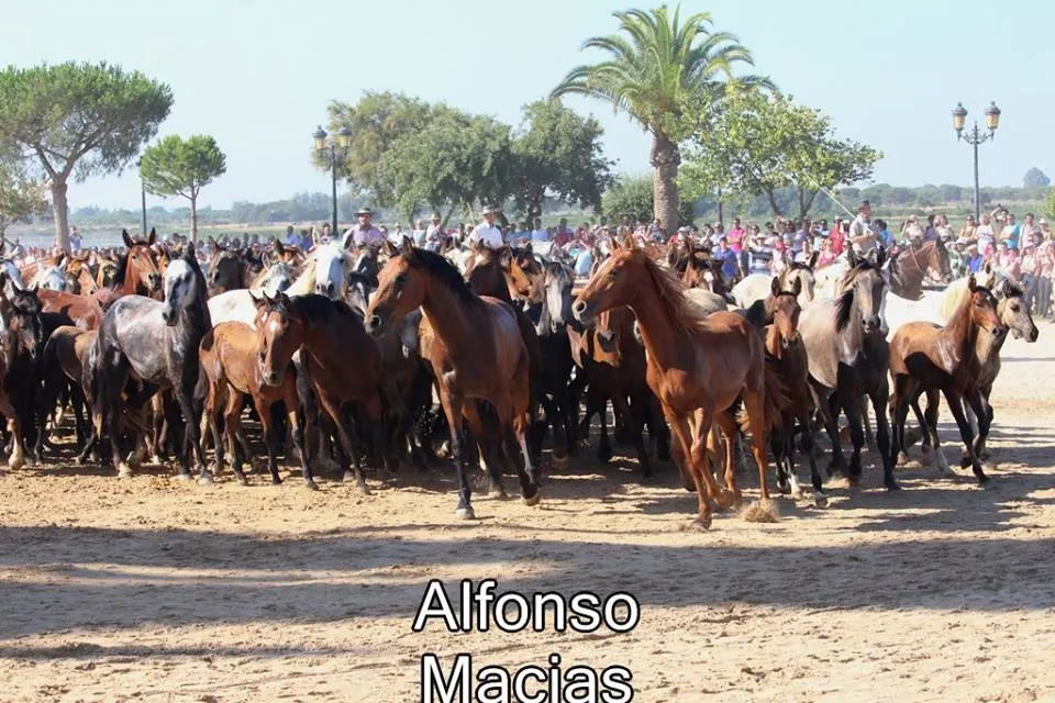 Saca yeguas 2015 a. Macias-10