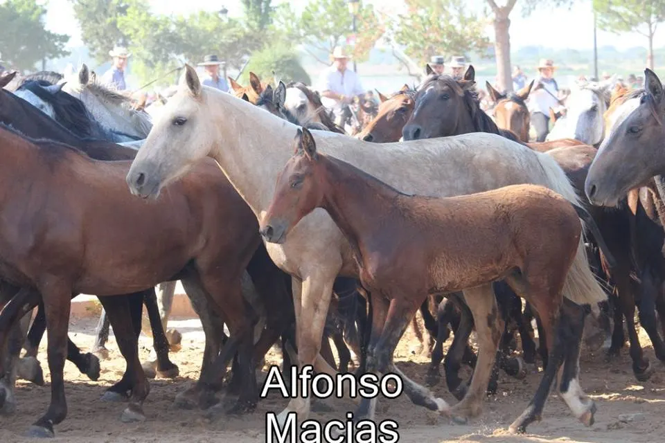 Saca yeguas 2015 a. Macias-11