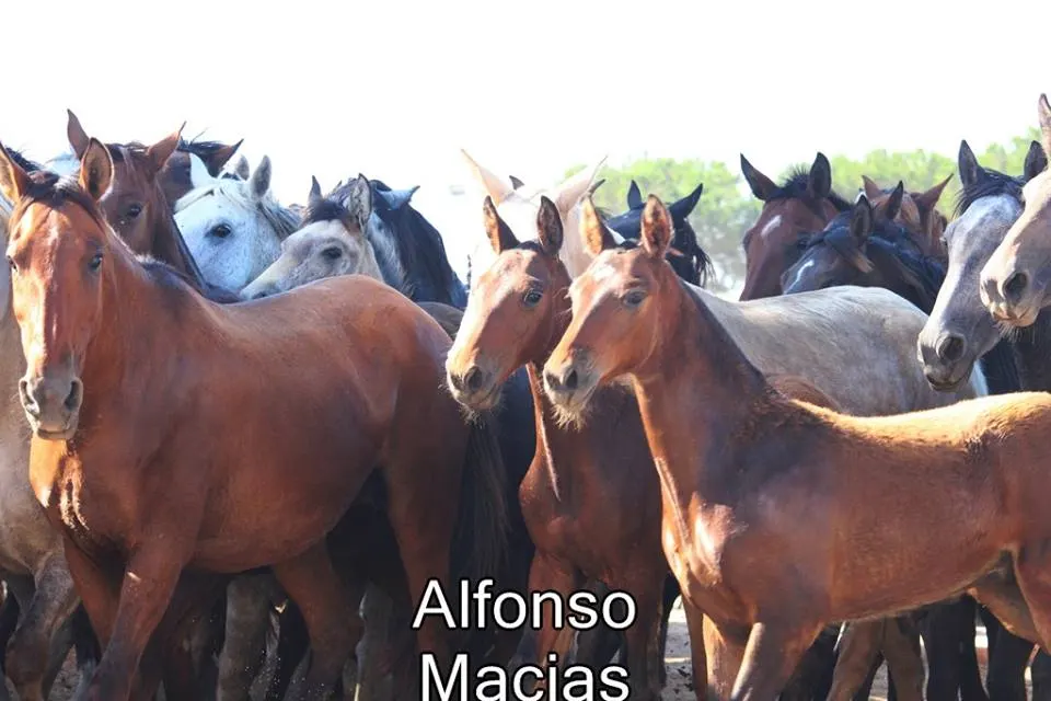 Saca yeguas 2015 a. Macias-12
