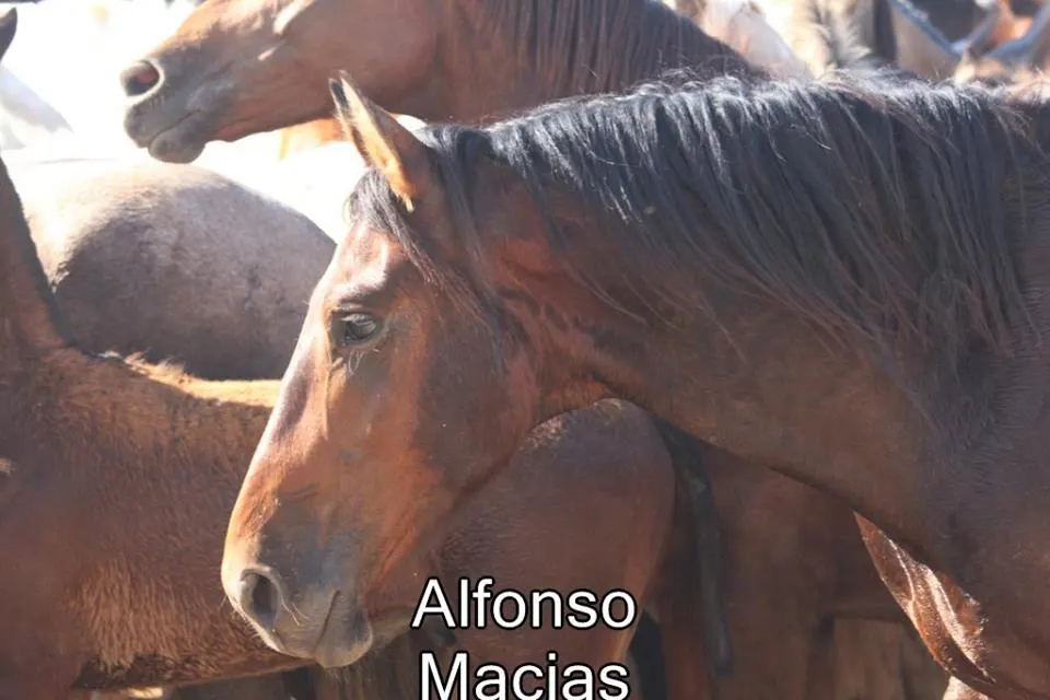Saca yeguas 2015 a. Macias-13