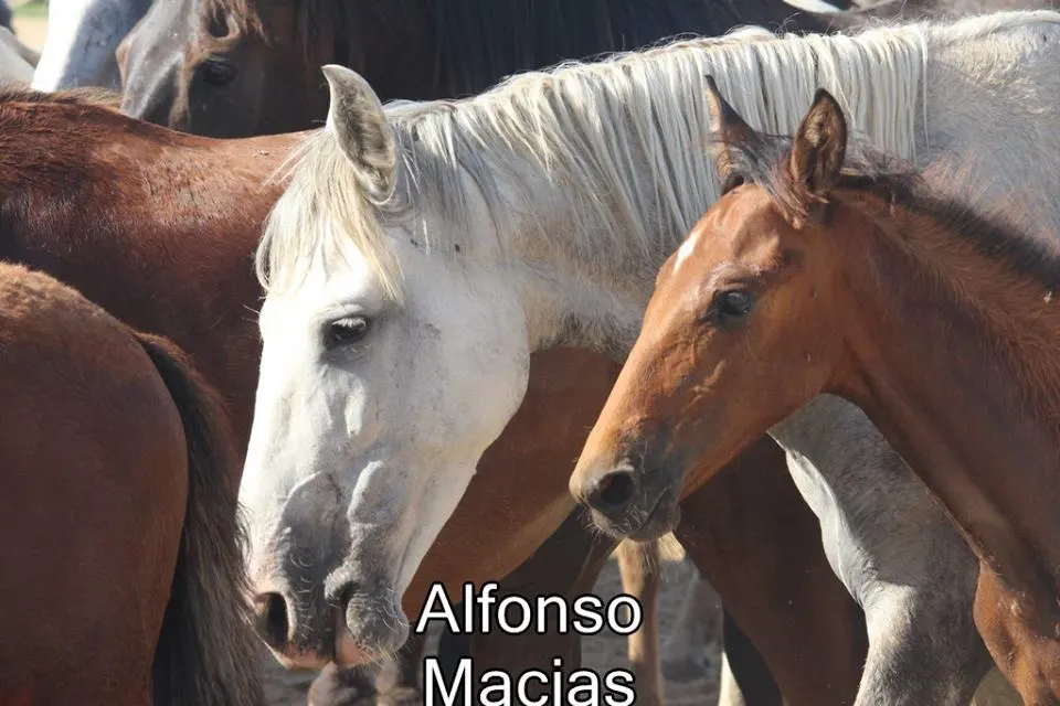 Saca yeguas 2015 a. Macias-23