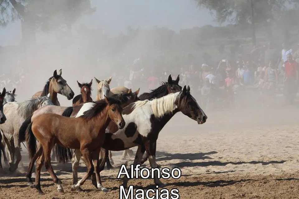 Saca yeguas 2015 a. Macias-25