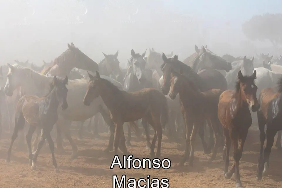 Saca yeguas 2015 a. Macias-26