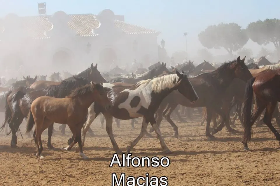 Saca yeguas 2015 a. Macias-27