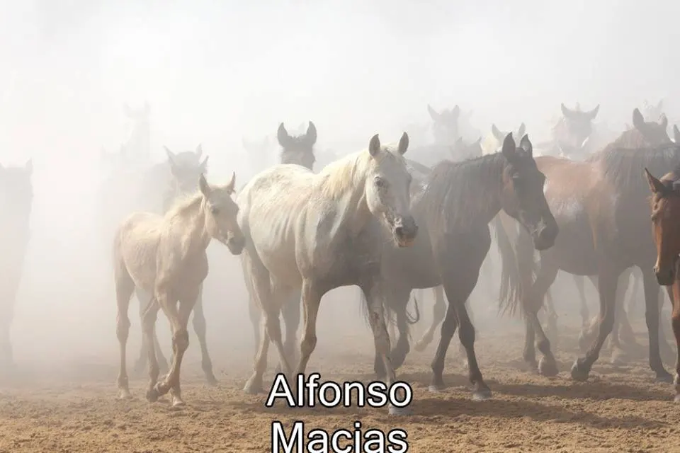 Saca yeguas 2015 a. Macias-29