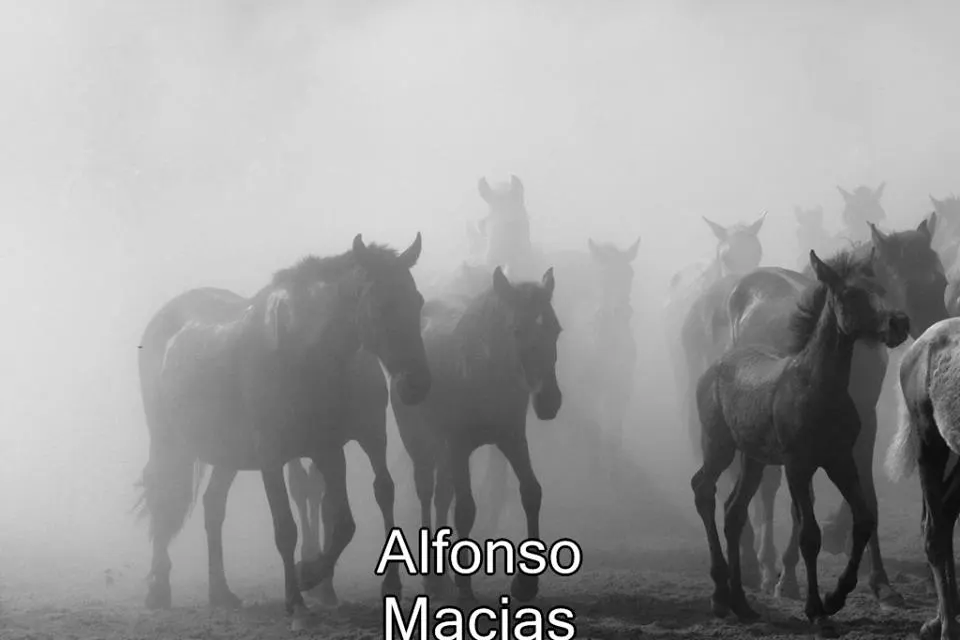 Saca yeguas 2015 a. Macias-30