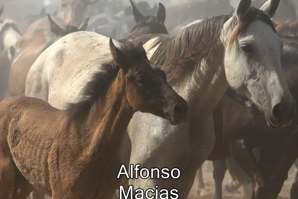 Saca yeguas 2015 a. Macias-32