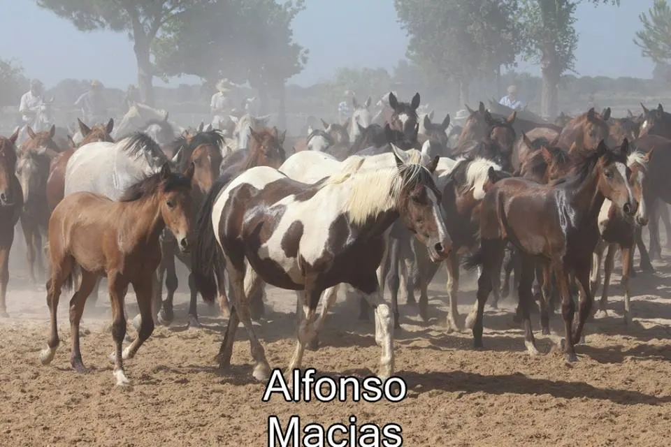 Saca yeguas 2015 a. Macias-33